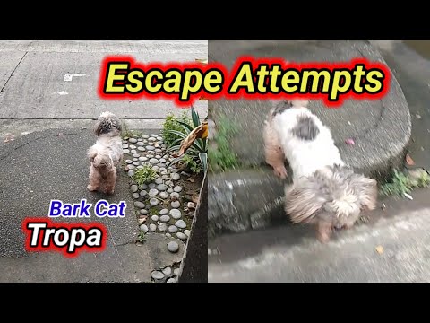 "My Dog's Hilarious Escape Attempts"