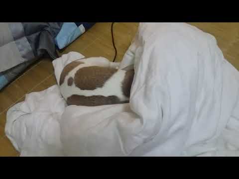 狗狗想睡覺Dog wants to sleep