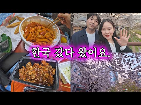 [일상] 몰래 다녀온 한국 영상🇰🇷 (우당탕탕 홀로 입국기, 매운 족발, 오즈모 포켓3 언박싱, 동대문 엽기 떡볶이, K-벚꽃 구경, 성북천) KOREA VLOG