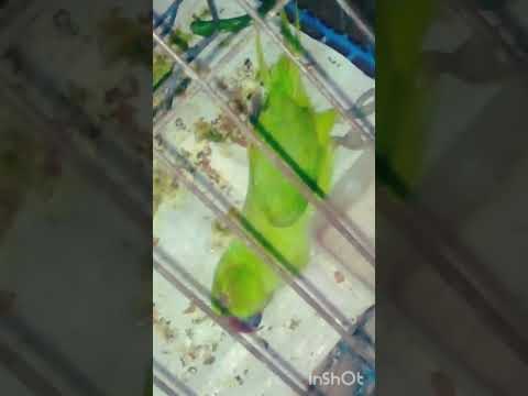 😭😱😢#viral #parrot  #song #bhatapara #parrotdeath #parrottalking   #new