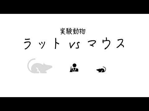 【動物実験】ラットVSマウス