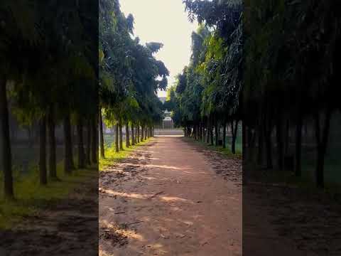 Morning nature sounds ASMR #shorts #asmr #bangla #bangladeshi #cinematicvideo