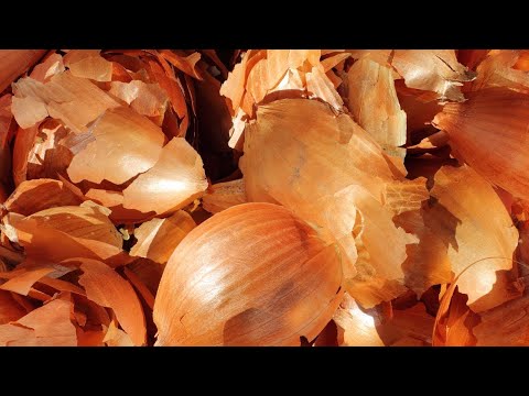 You'll Never throw Away onion Skins After Watching This