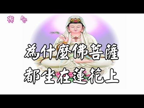 ☯【禪心】為什麼佛菩薩都坐在蓮花上？......♩♪❤《南無觀世音菩薩》