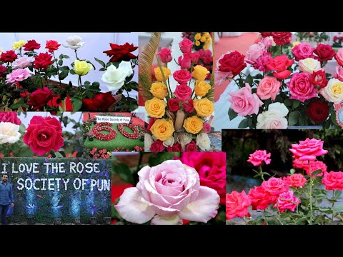 गुलाबांचं प्रदर्शन | Rose exhibition Pune  |Rose exhibition 2022 | VlogGoals