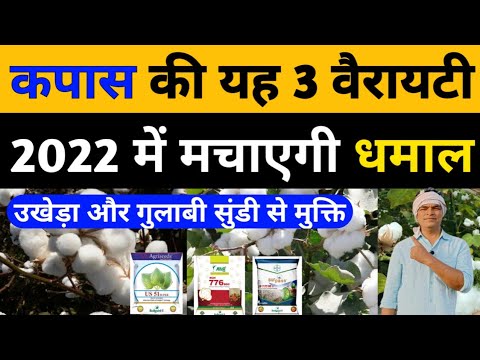 कपास की यह 3 वेरायटी 2022 में मचाएगी धमाल।कपास की टॉप वेरायटी।Cotton Farming।kapas ki kheti