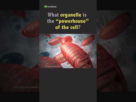 Biology Quiz: What organelle is the “powerhouse” of the cell?