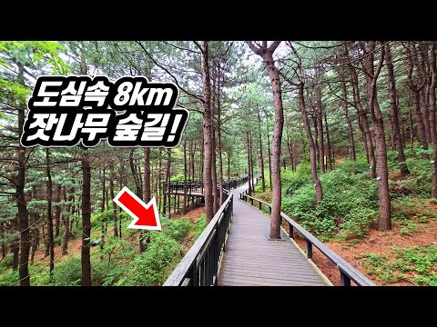 Seoul's Fantastic Pine Tree Forest Trekking Course