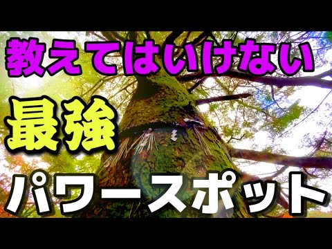 【宮島パワースポット】龍昇の御神木/イチオシもみじ饅頭〔♯046〕