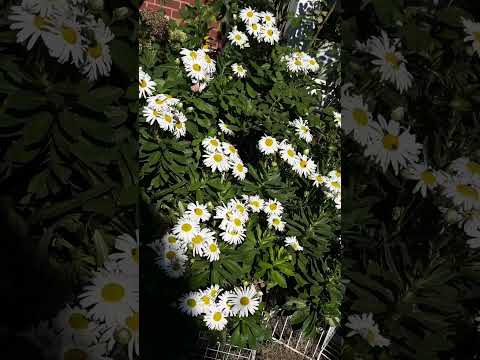 Nippon daisy blooming in fall