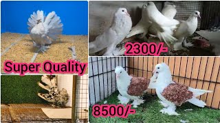 Excellent Quality Of Pomeranian Pouter, Sentinent, Oriantal Frill fancy pigeon available