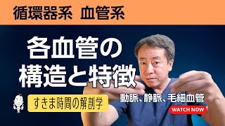 各血管の構造と特徴【 #かずひろ先生 #解剖学 】動脈・静脈・毛細血管の構造