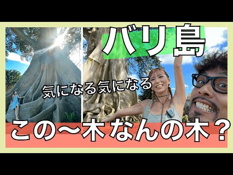 【ミステリー】バリ島にある何とも不思議な巨大な木