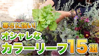 【見ないと損!】寄せ植えが劇的に変わるオシャレなカラーリーフを紹介します♪【初心者向け】【ガーデニング】【園芸チャンネル】