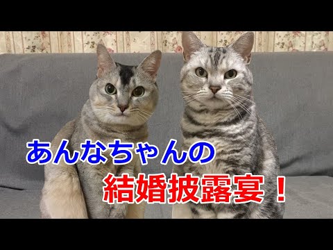 結婚式で両親へ感動？！の手紙を読みます✨猫の関西弁おしゃべりペット