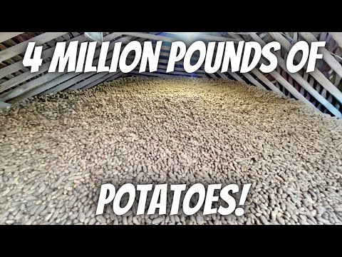 One potato cellar already full! Seven more to go