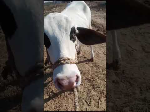 beautiful bachriya, cow for treatment, #viralshort #cow #shorts #youtubeshorts #youtube