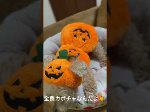 ハロウィンコスプレ　カボチャになった犬 #dog #トイプードル #shorts 　#halloween