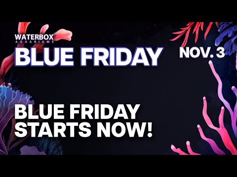 Welcome to Blue Friday! The biggest streaming event in the aquatic hobby!