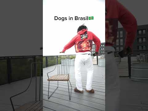 Dogs in Brasil 🇧🇷 are Talented 🤯