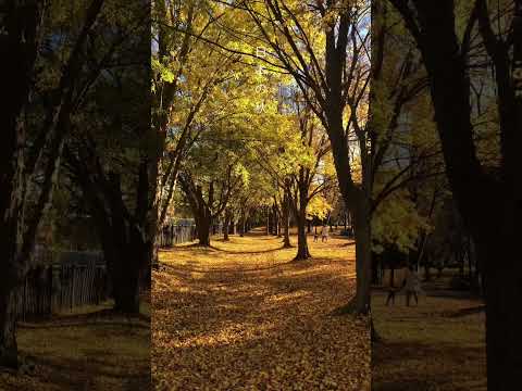 Japan Autumn!🍁🍂 #japan #viralshorts #autumn #autumnleaves