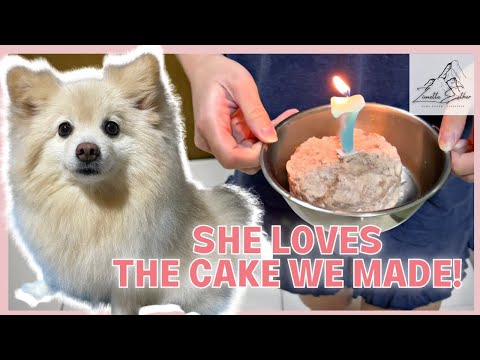 Happy Birthday to Snowy the Pomeranian Dog!! | 祝Snowy博美犬生日快乐!! [Vlog #22]