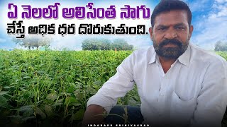 Alicentha Sagu In Telugu | Vegitable Farming | అలిసెంత సాగు ఎలా?