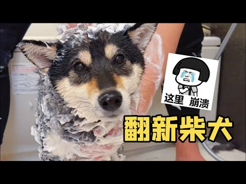 😂翻新柴犬，结果怀疑人生！