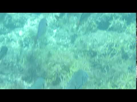 ヒリゾ浜　カンパチの群れ　2019年7月10日