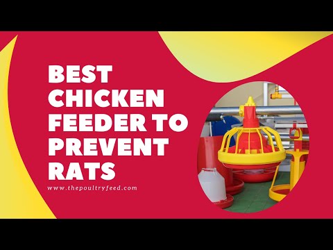 Best Chicken Feeder To Prevent Rats  Best Chicken Feeder Urgent