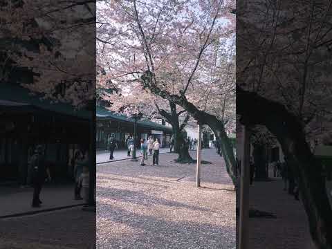 桜の花、舞い上がる靖国神社 #shorts #桜 #神社