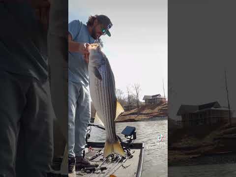 Big striper eats crankbait! #shorts #striperfishing