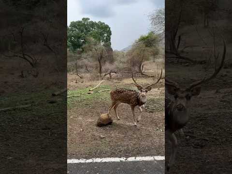 Deer #wildlife #wildanimallife #bandipurforest #forest