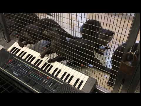 Otters Playing Keyboard