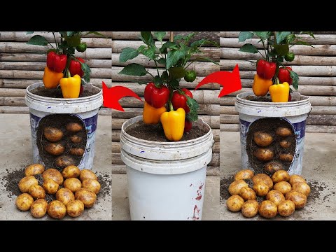 Growing Potatoes and Bell Peppers Together! MIND BLOWING Gardening Hack!