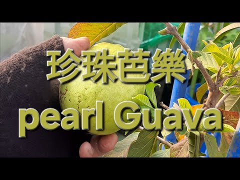 珍珠芭樂 pearl Guava