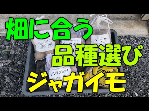 【交互連作】畑に合ったジャガイモ品種選び