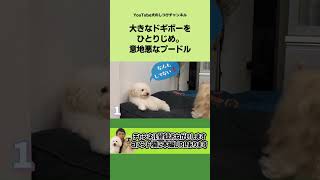 犬をダメにする巨大なドギボーをひとりじめする意地悪なプードル #shorts