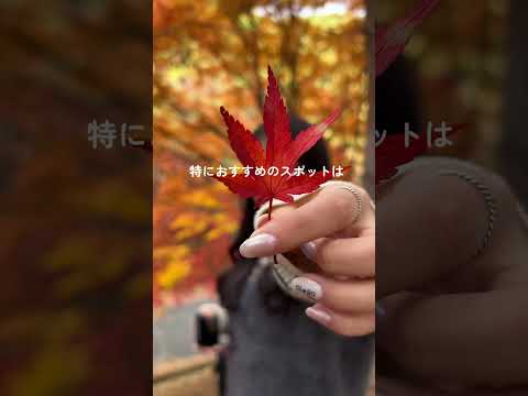 【紅葉】長野県もみじ湖(箕輪ダム)で真っ赤な紅葉で秋を堪能🍁✨お散歩しながら紅葉見れて幸せ〜#紅葉 #もみじ #秋のお出かけ #長野 #箕輪ダム #もみじ湖 #vlog