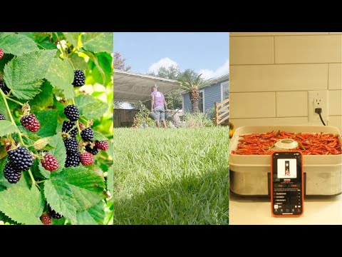 THE EASIEST FRUIT TO GROW | BLACKBERRY ADVENTURE |GLOG 001|