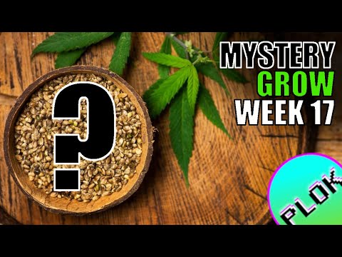 It's Training Time! - Mystery Seed Indoor/Outdoor Grow Week 17