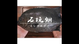 【石垣鯛】刺身料理分享 • 切魚示範 SHORT