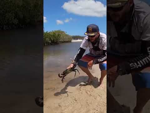 Monster Mud Crab #shorts