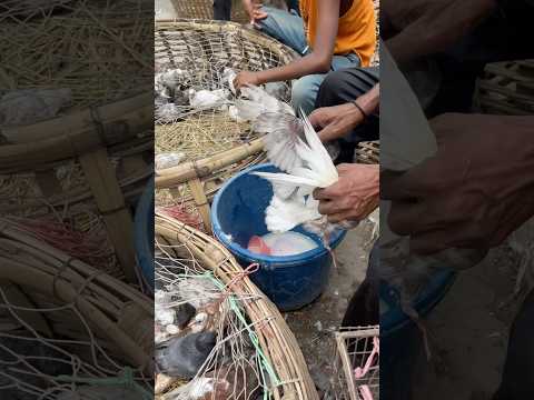 pigeon baby feed 😥🕊️ || #shorts #kabutar #viral #ytshorts