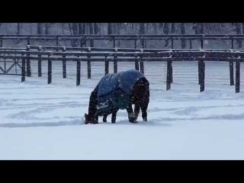 雪の中で何かを探しているような　ジャスタウェイ