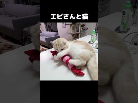 猫の蹴りがかわいい #子猫