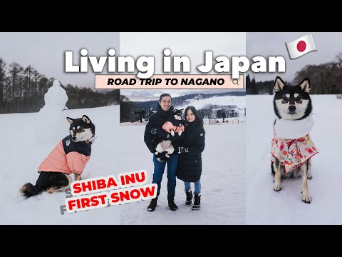 Daily Life LIVING IN JAPAN 🇯🇵 We took our Shiba Inu to see snow the FIRST TIME - Road Trip Nagano