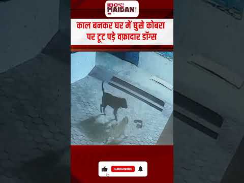 काल बनकर घर में घुसे कोबरा पर टूट पड़े वफ़ादार डॉग्स | #cgnews #mungelijila #ytshorts #viralvideo