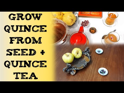 how to grow quince from Seed  quince tea 榅桲种植方法 बीज से क्विंस के पेड़ कैसे उगाएं GERMINAR MEMBRILLO