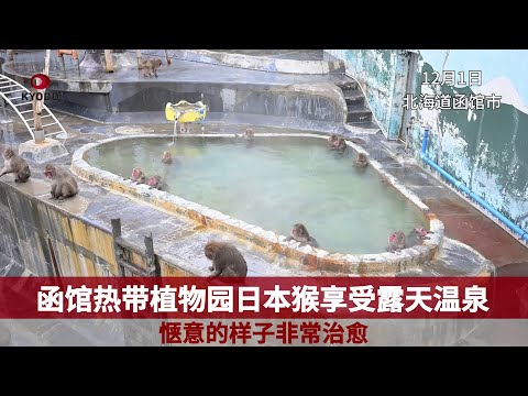 函馆热带植物园日本猴享受露天温泉